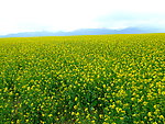 万亩油菜花
