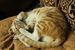 小猫