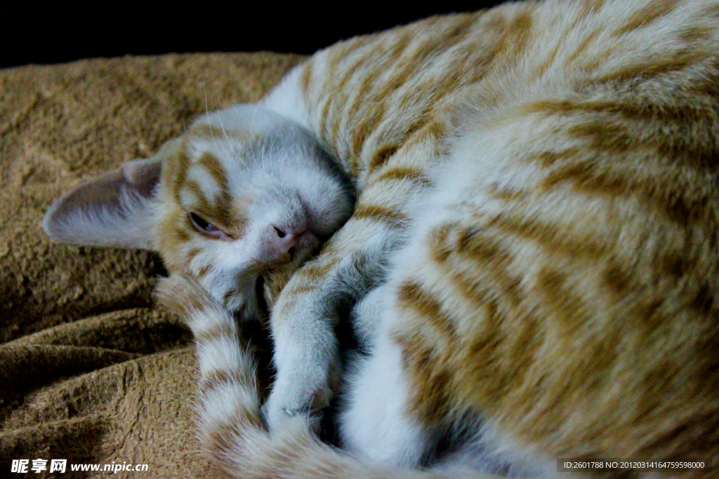 小猫