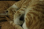 小猫