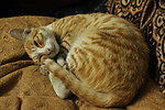 虎纹猫