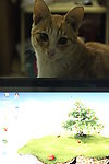 小猫壁纸电脑
