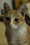小猫