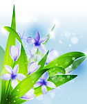 梦幻兰花