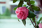 茶花