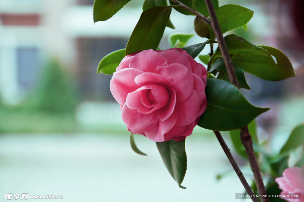 茶花