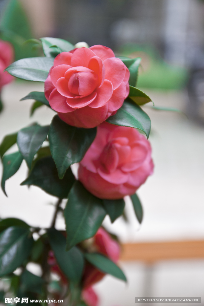 茶花