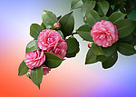 山茶花