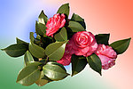 山茶花