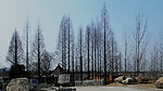 杉树村
