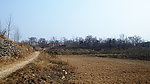 老树村
