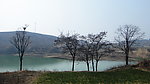 湖边 老树