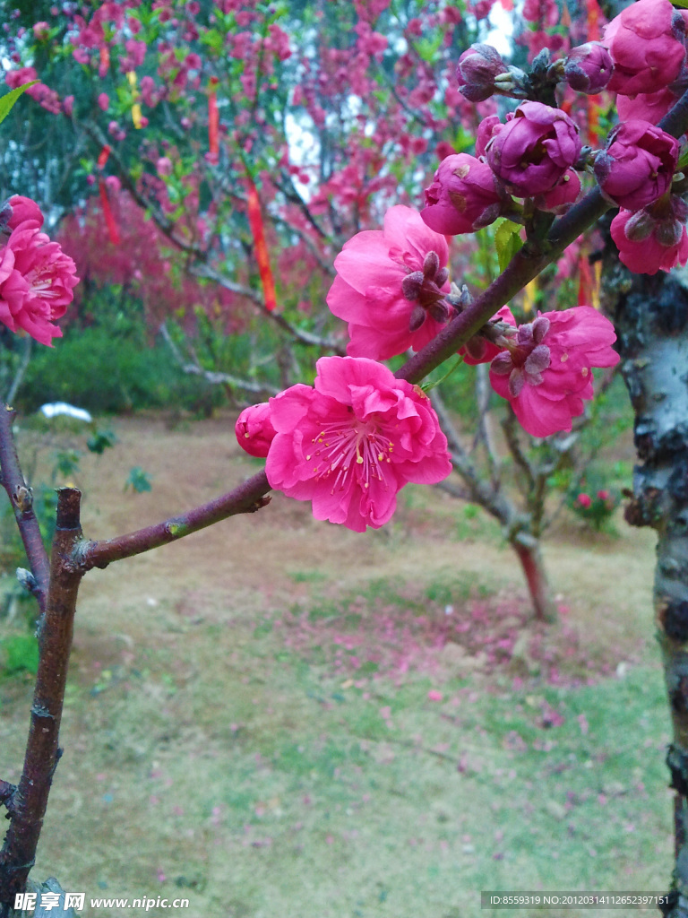 桃花