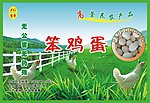 笨鸡蛋