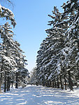 雪中松树