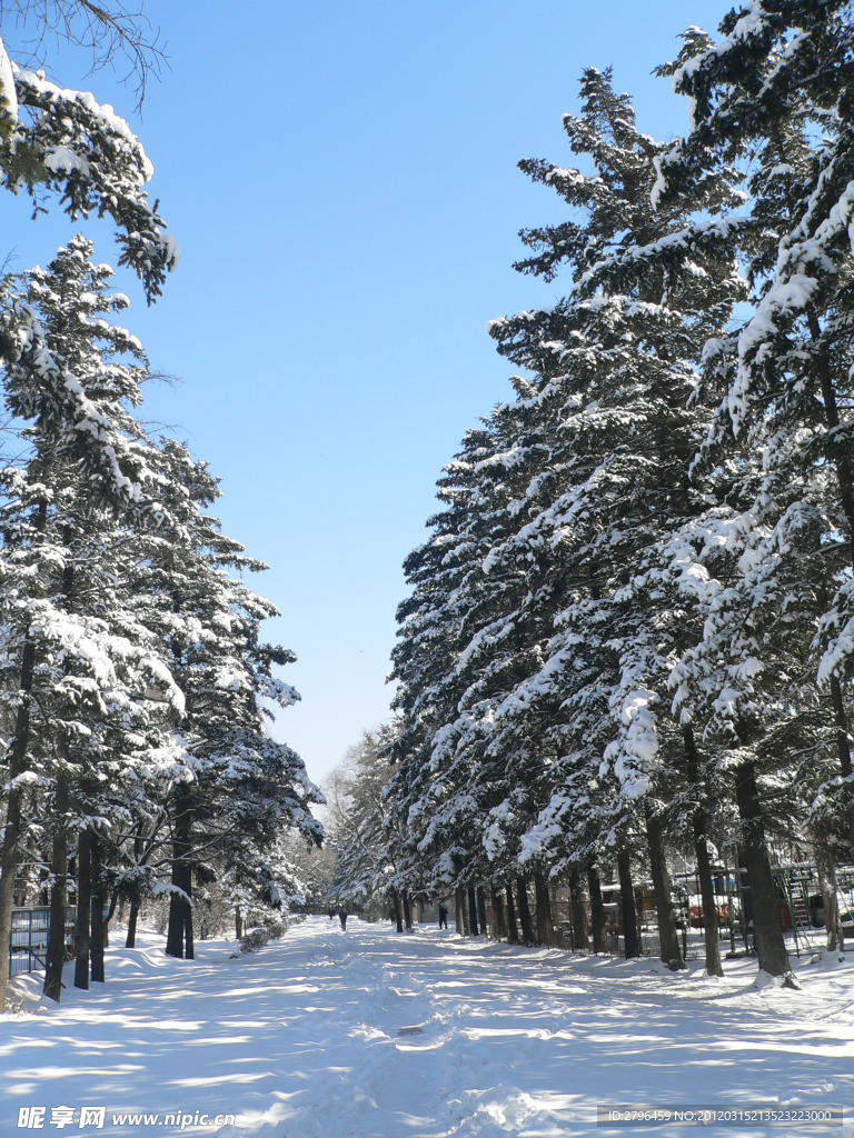 雪中松树