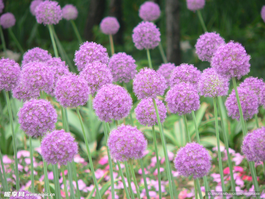 绣球花