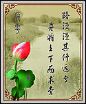 荷花