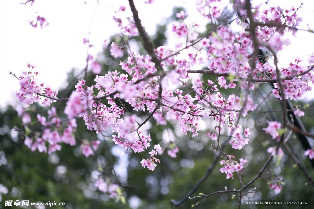 樱花