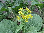 油菜花