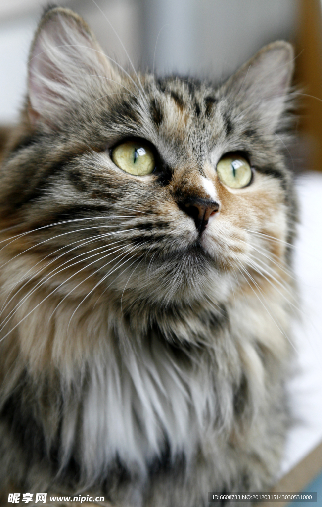 小猫摄影