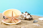 海星海洋生物