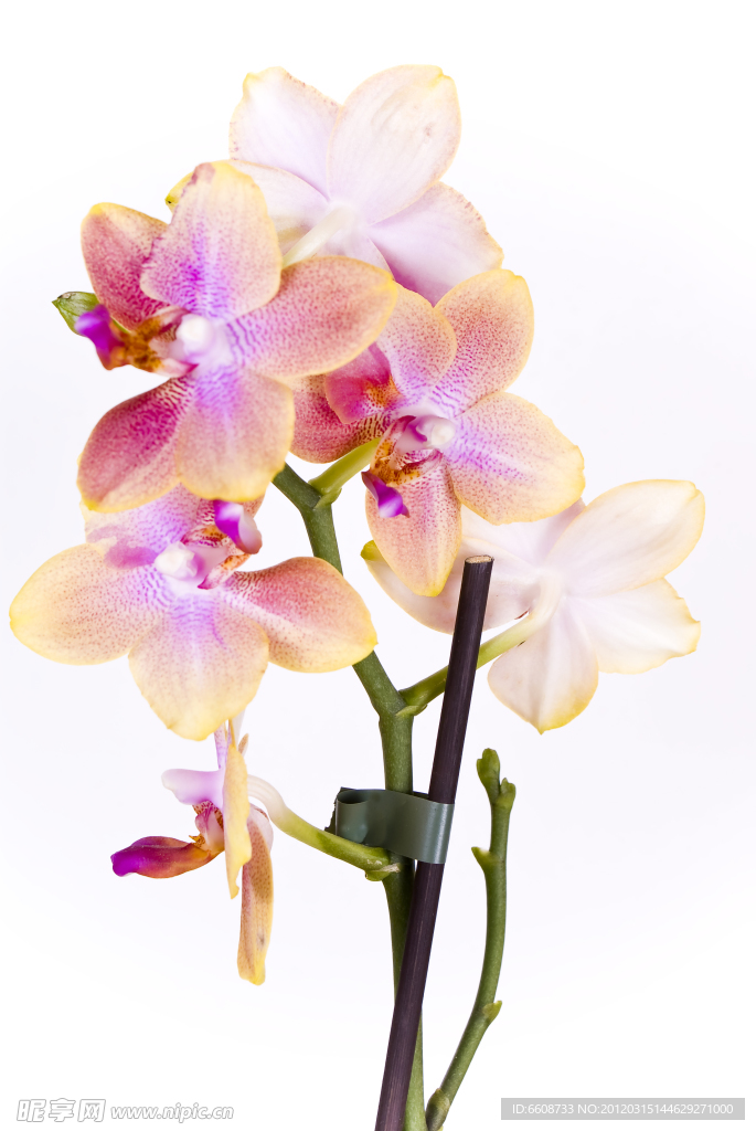 美丽鲜花