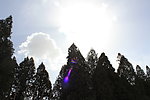 阳光下的松树林