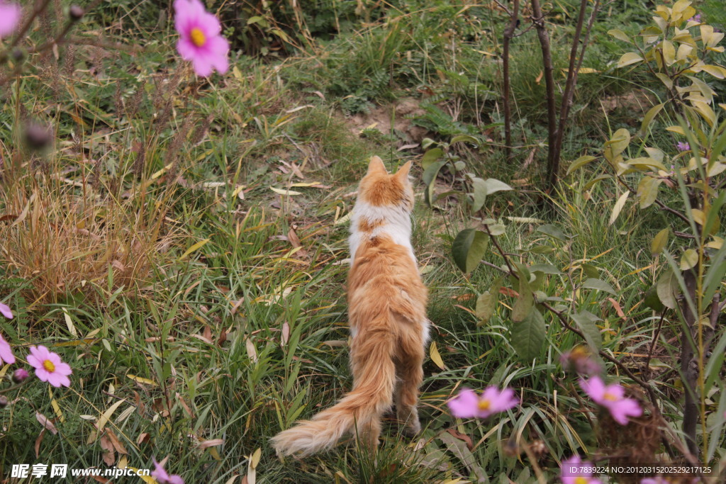 小花猫