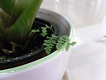 植物