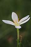 兰花