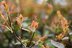 花草