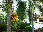 海南椰树小区