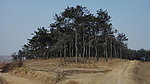 三角松林