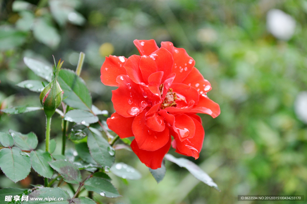 雨后月季花