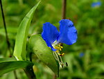 鲜花