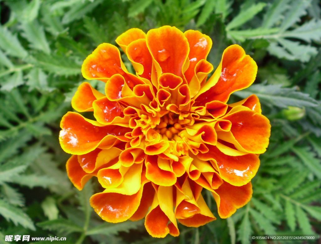 鲜花