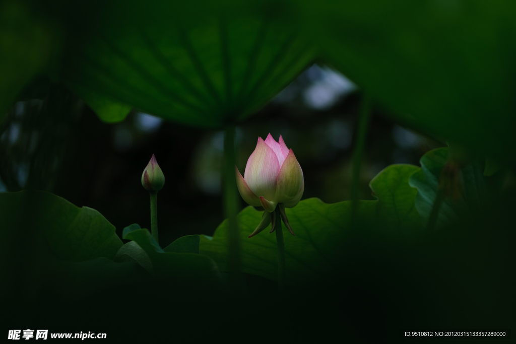 荷花图片