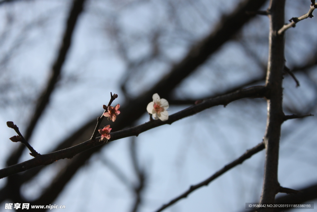 梅花