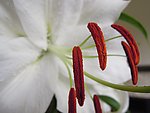 花蕊