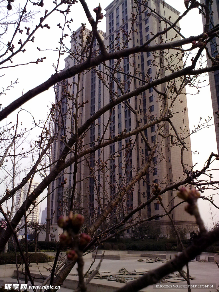 花苞