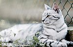 猫儿