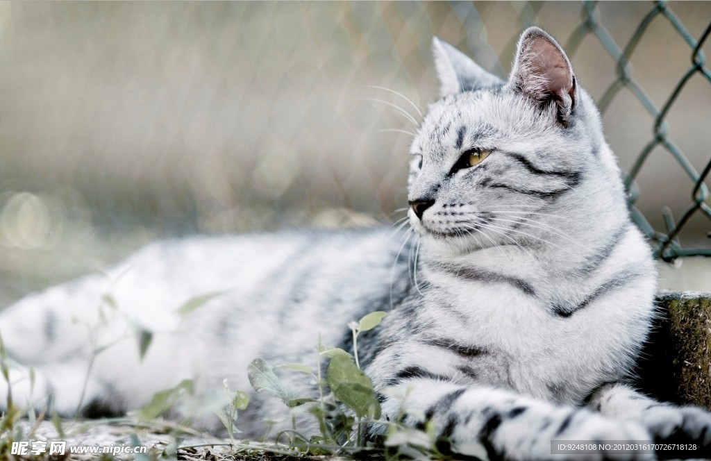 猫儿
