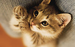 小猫