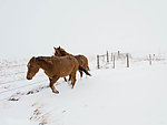 雪地马