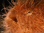 海洋生物