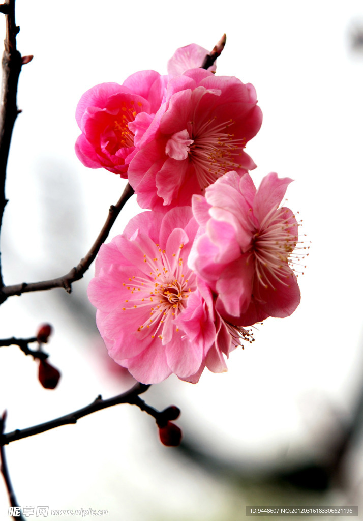 梅花