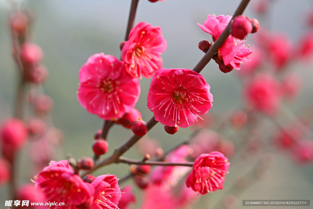 梅花