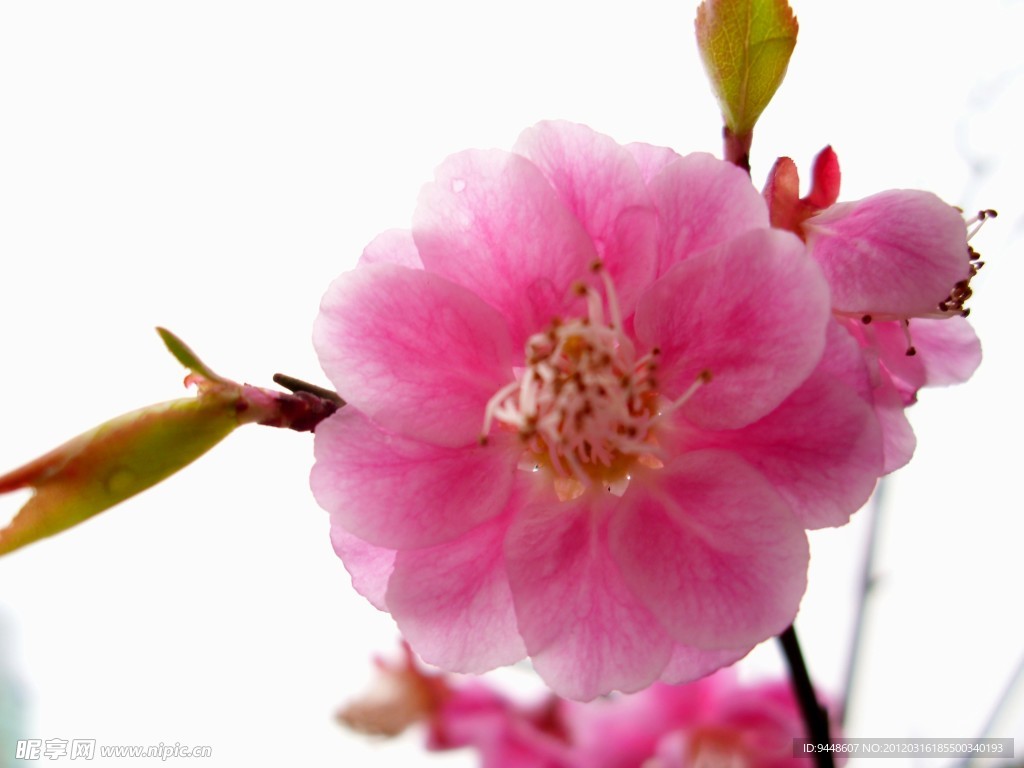 梅花