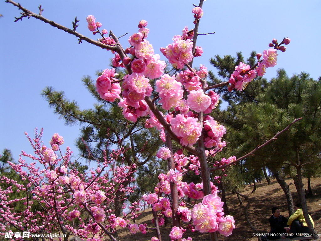 梅花